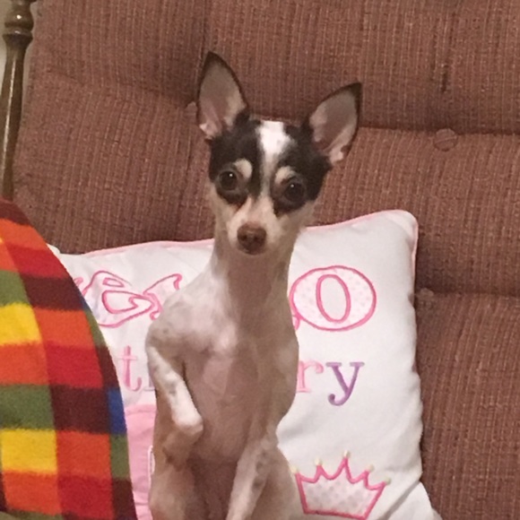 Meet your Posher, Carmen - Picture 1 of 1